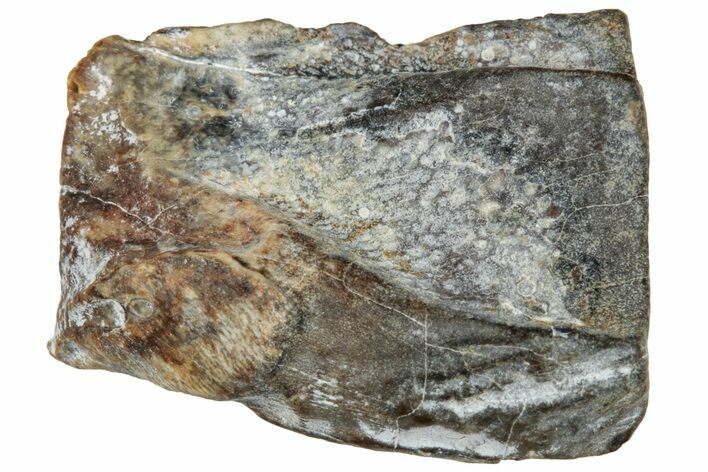 Fossil Dinosaur (Triceratops) Shed Tooth - Montana #324162